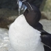 razorbill_msi_v_1041_can0658.jpg